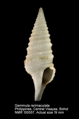 Gemmula rarimaculata.jpg - Gemmula rarimaculata Kuroda & Oyama,1971